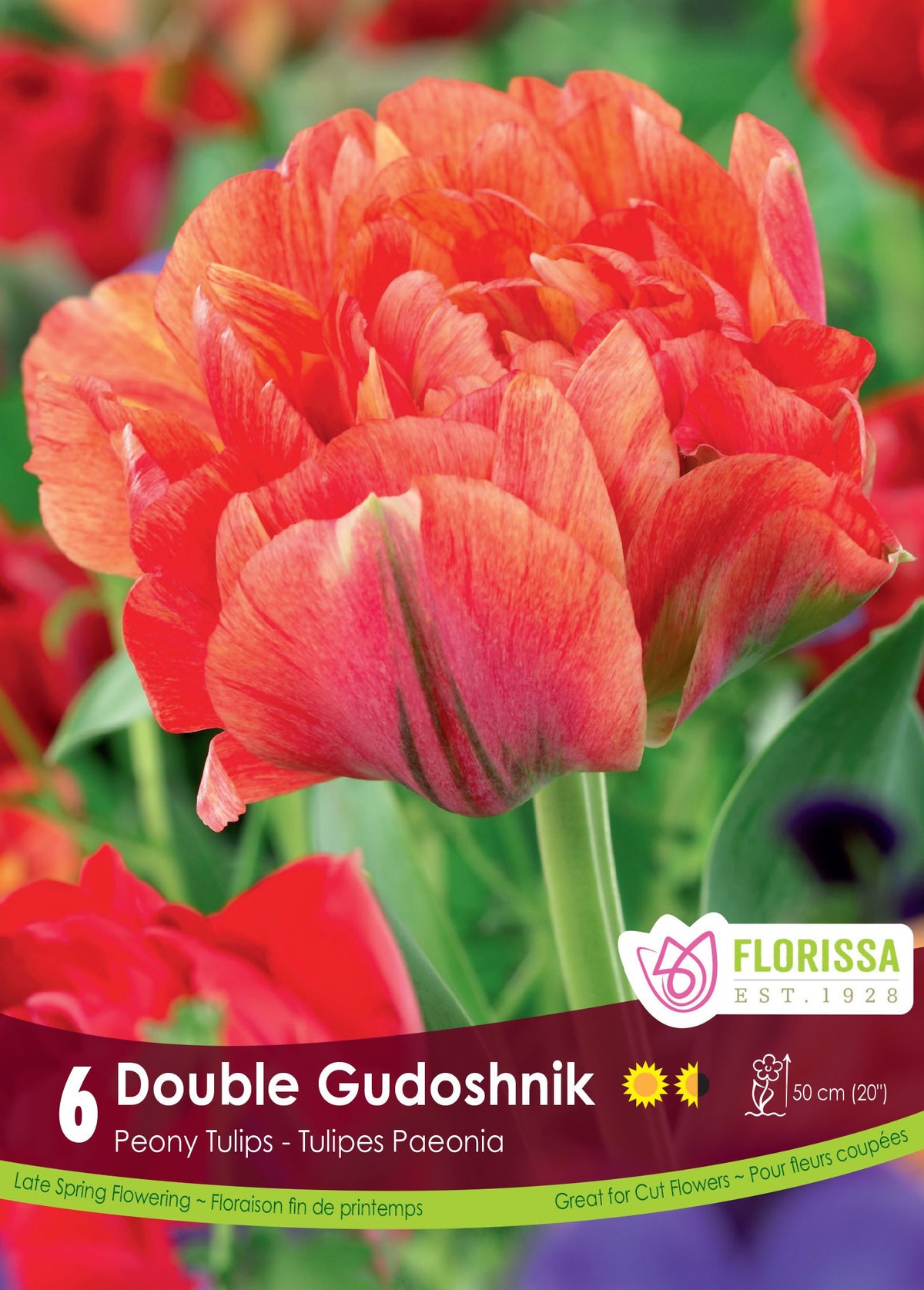 Tulipe Double Gudoshnik