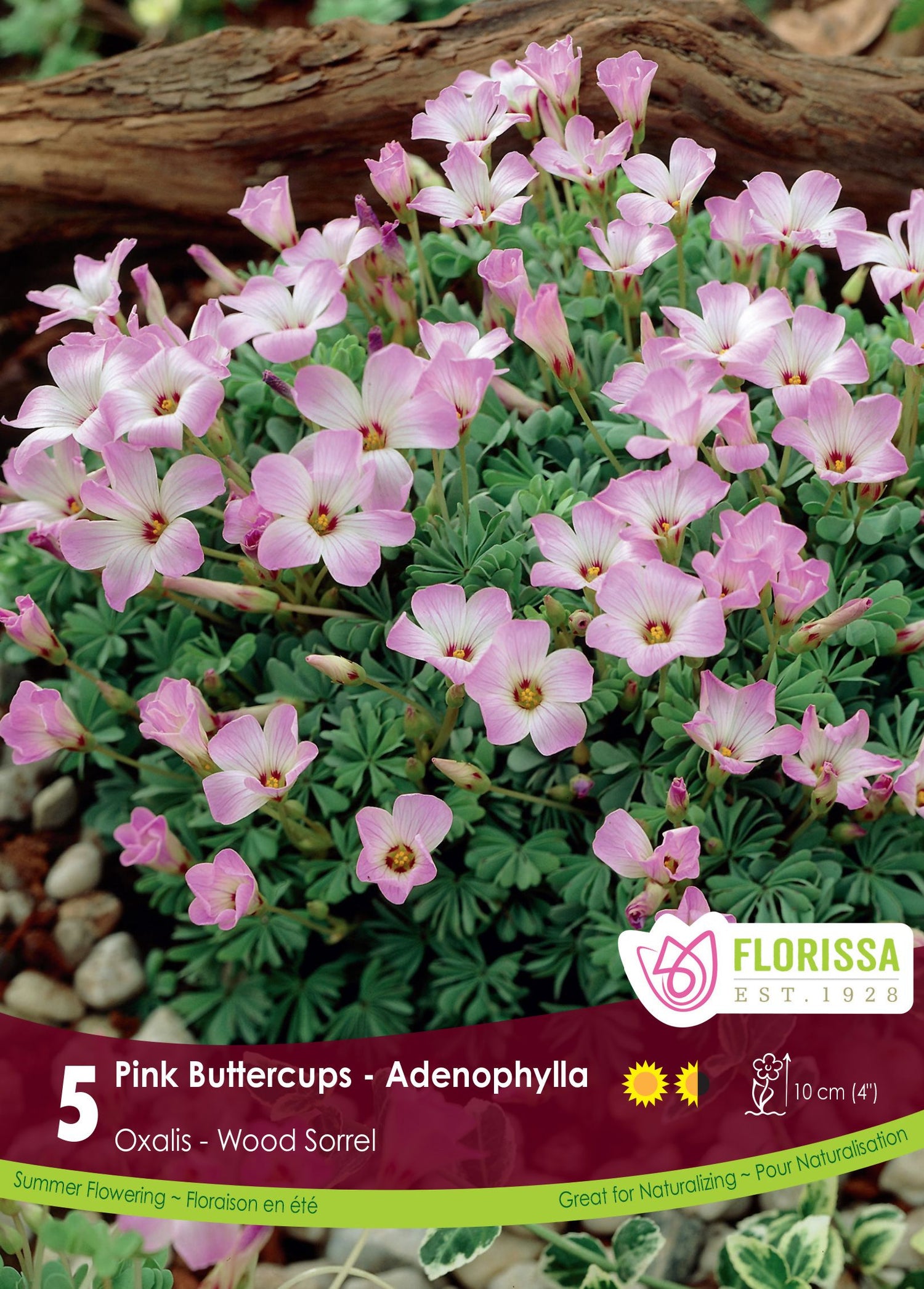 Oxalis Adenophylla