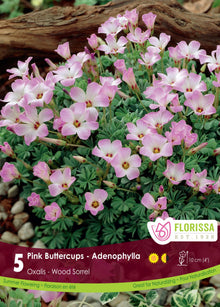 Oxalide du Chili ( Oxalis adenophylla ) : des fleurs roses à centre clair au-dessus de petites feuilles découpées. Le visuel Florissa présente la plante et son nom dans la partie inférieure de l’étiquette. La photographie occupe presque toute la surface, tandis que le bandeau du bas rassemble les indications du produit. Cette vue permet de reconnaître son apparence et de distinguer la variété présentée.