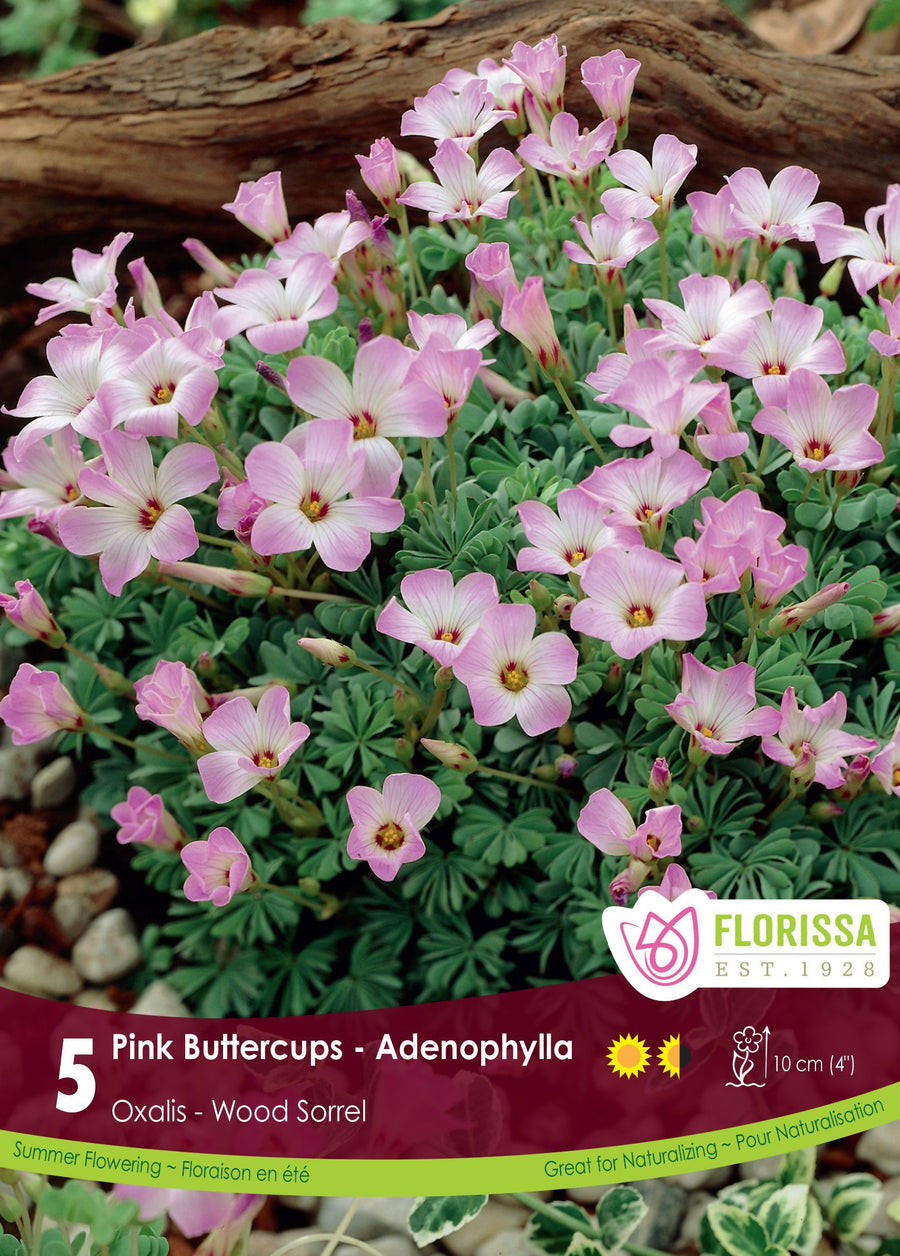 Oxalis Adenophylla