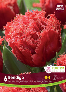 Tulipe Bendigo