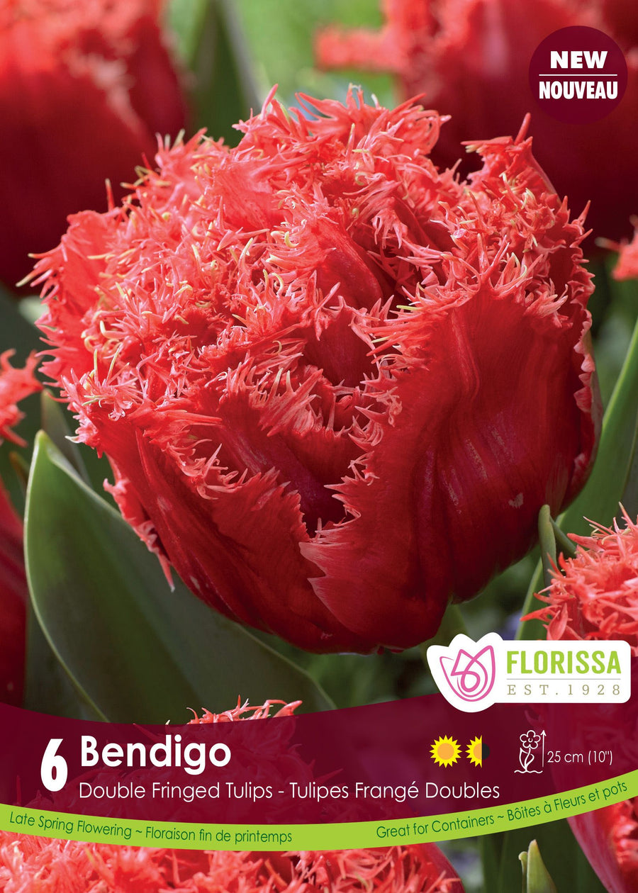 Bendigo Tulip