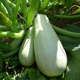 Zucchini libanais 'Light Green'