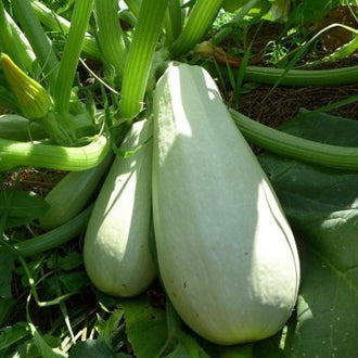 Courgette libanaise 'Lebanese Light Green'