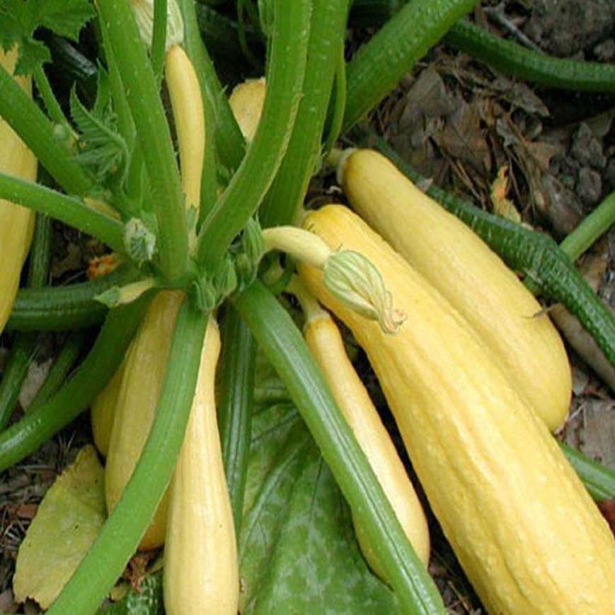 Zucchini jaune ‘Crookneck’ bio (<em>Cucurbita pepo</em> ‘Crookneck’)