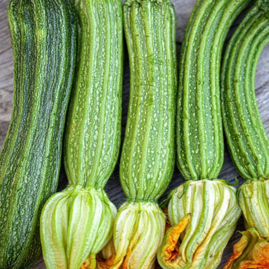 Zucchini italien 'Costata Romanesco' bio