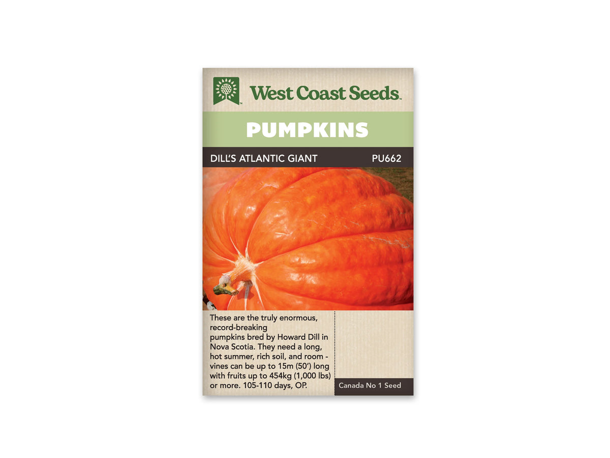 Sachet Dill’s Atlantic Giant de West Coast Seeds avec une bande vert pâle et le nom sur fond sombre. La photo est un gros plan d’une citrouille orange à très larges côtes, dont le pédoncule apparaît vers le coin inférieur gauche. La surface présente des nuances claires. Une zone beige portant du texte se trouve sous la photo.