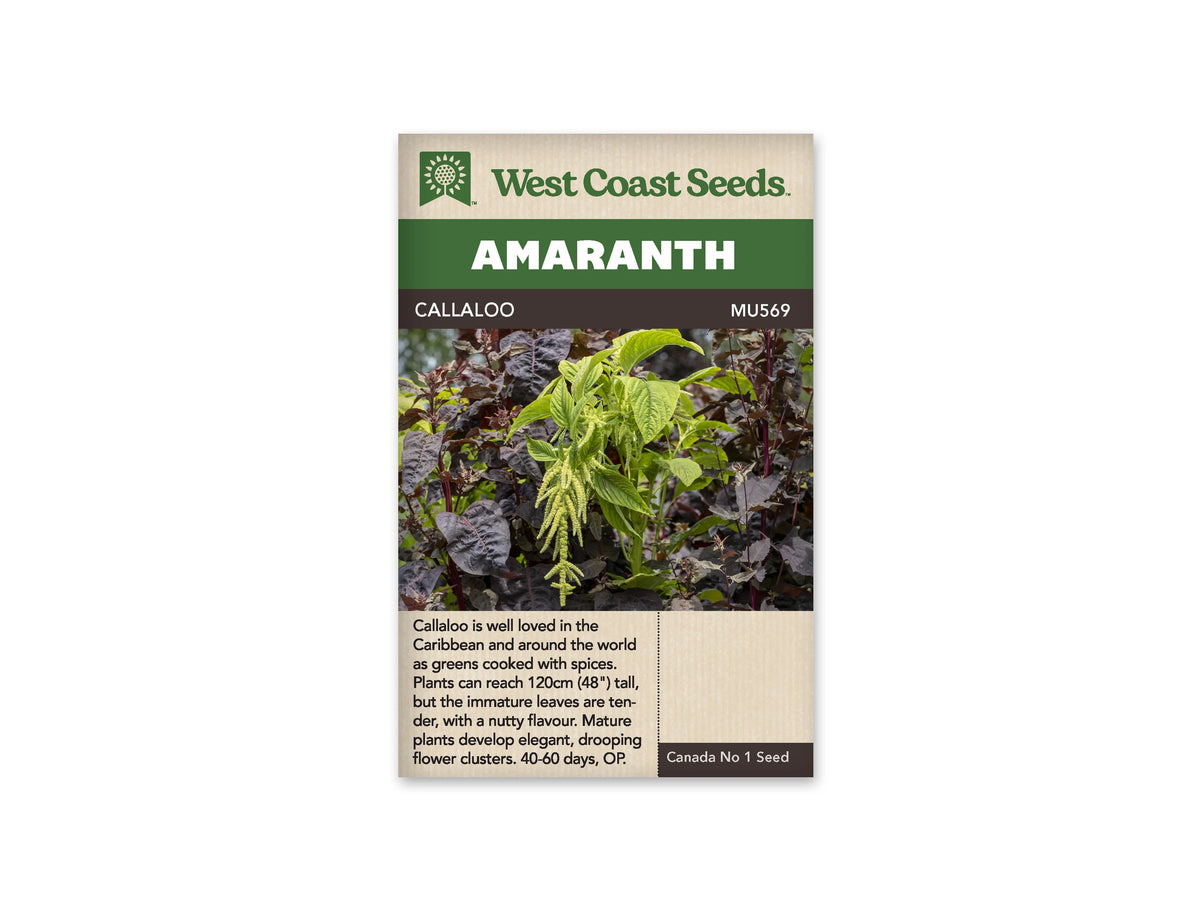 Sachet de semences d’amarante Callaloo de West Coast Seeds, présenté de face sur un fond blanc. L’emballage beige porte un bandeau vert et la référence MU569. Sa photographie montre un plant aux feuilles vertes et aux grappes florales pendantes, entouré de feuillages pourpres. Le nom Callaloo et les renseignements de culture sont imprimés en anglais.