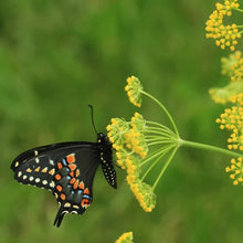 Golden Zizia (Zizia aurea)